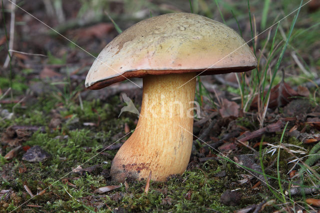 Bolete (Boletus luridus)