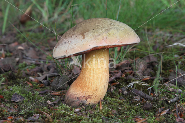 Netstelige heksenboleet (Boletus luridus)