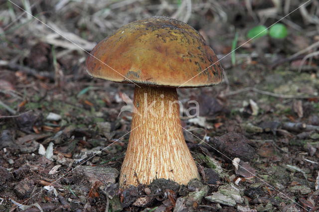 Bolete (Boletus luridus)