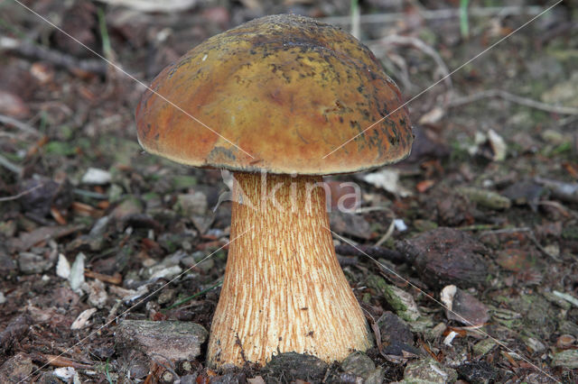 Netstelige heksenboleet (Boletus luridus)