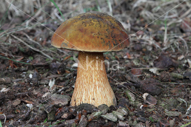 Bolete (Boletus luridus)