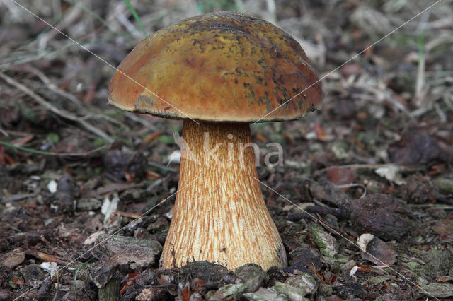 Netstelige heksenboleet (Boletus luridus)