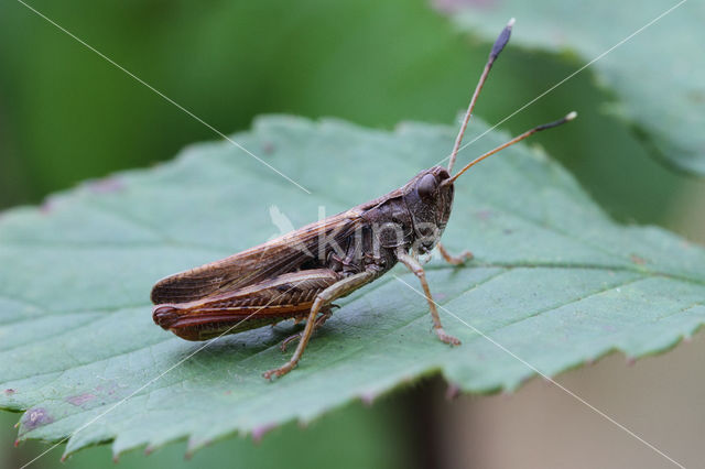 Rufous Grasshopper (Gomphocerippus rufus)