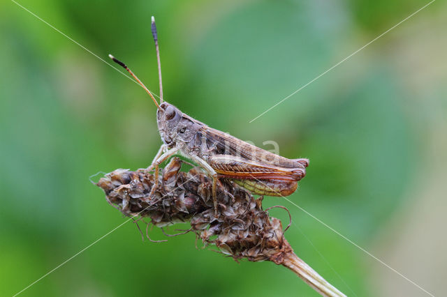 Rufous Grasshopper (Gomphocerippus rufus)