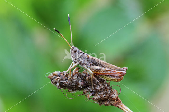 Rufous Grasshopper (Gomphocerippus rufus)