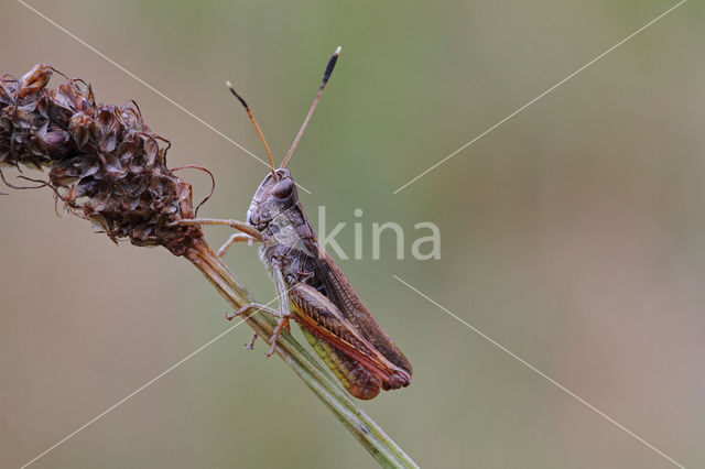 Rufous Grasshopper (Gomphocerippus rufus)