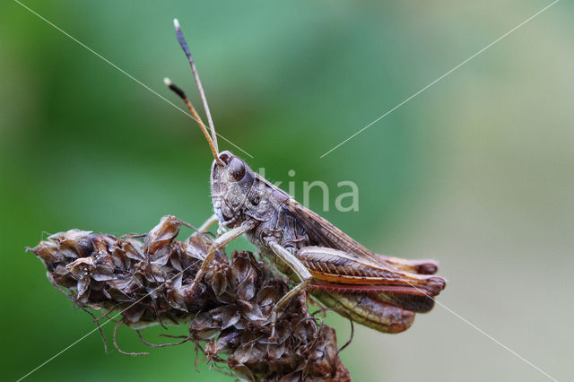 Rufous Grasshopper (Gomphocerippus rufus)