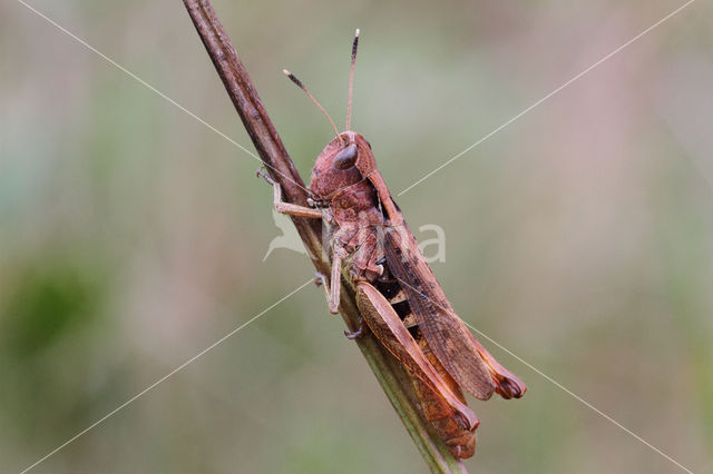 Rufous Grasshopper (Gomphocerippus rufus)