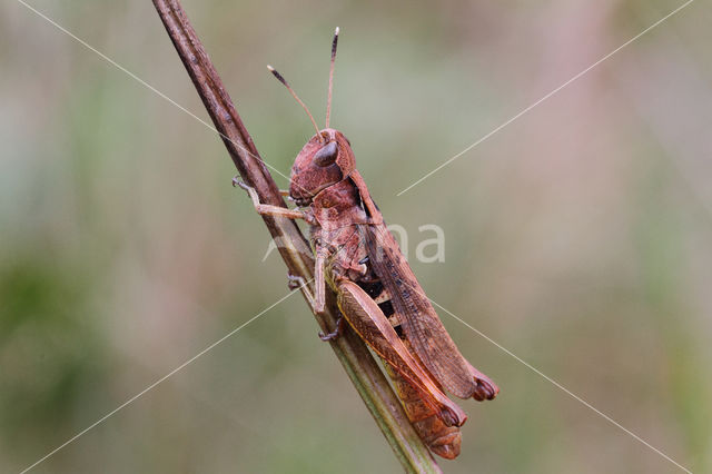 Rufous Grasshopper (Gomphocerippus rufus)