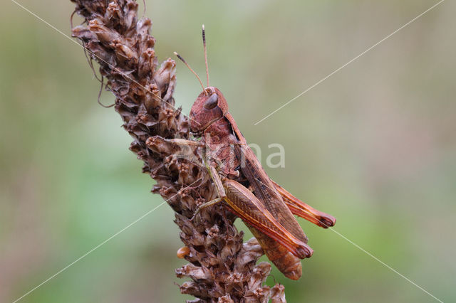 Rosse sprinkhaan (Gomphocerippus rufus)