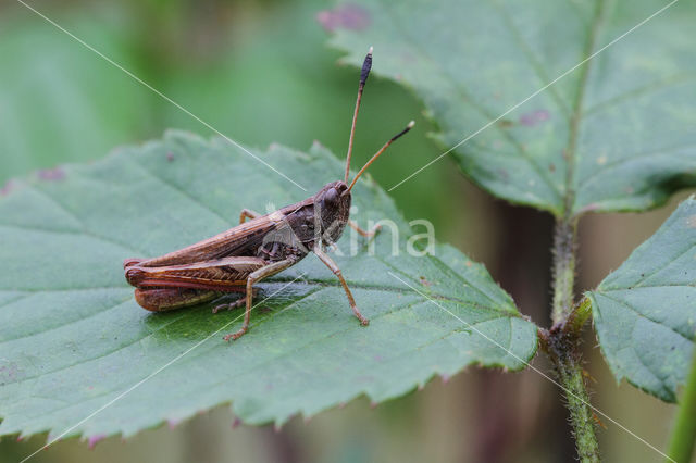 Rufous Grasshopper (Gomphocerippus rufus)