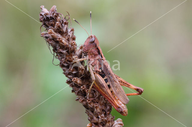 Rufous Grasshopper (Gomphocerippus rufus)