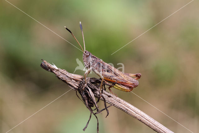 Rufous Grasshopper (Gomphocerippus rufus)