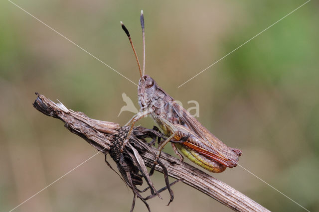 Rufous Grasshopper (Gomphocerippus rufus)