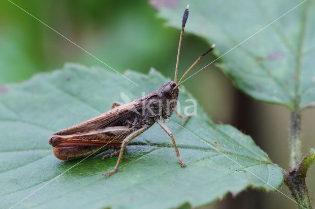 Rufous Grasshopper (Gomphocerippus rufus)