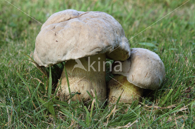 Wortelende boleet (Boletus radicans)