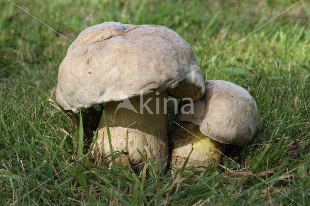 Wortelende boleet (Boletus radicans)