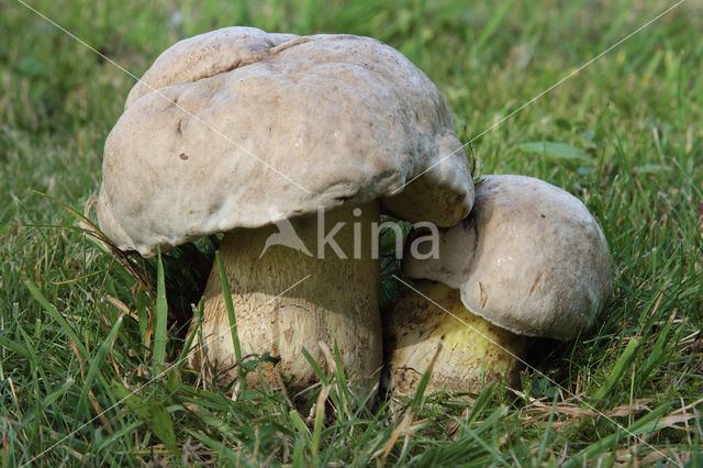 Boletus radicans