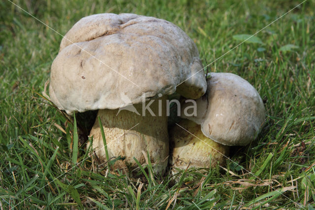 Boletus radicans