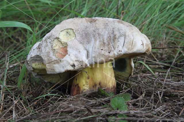 Wortelende boleet (Boletus radicans)