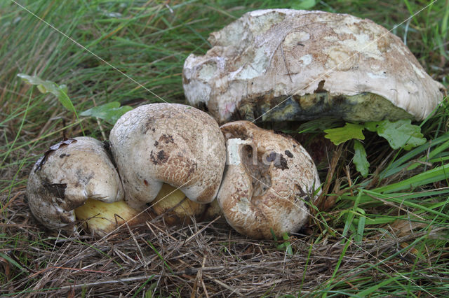 Wortelende boleet (Boletus radicans)