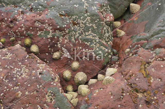 Common Limpet (Patella vulgata)