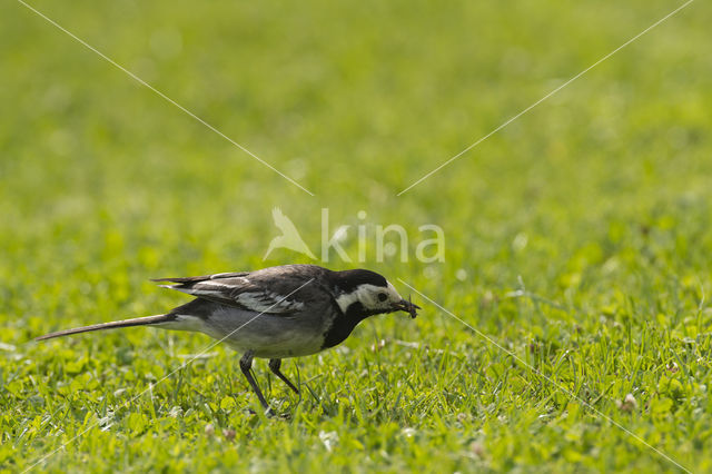 Pied Wagtail (Motacilla yarrellii)