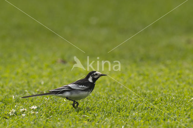 Rouwkwikstaart (Motacilla yarrellii)