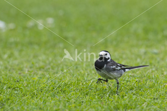 Rouwkwikstaart (Motacilla yarrellii)