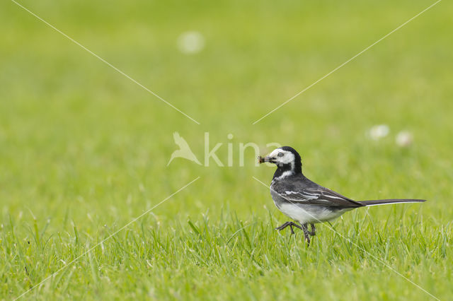 Rouwkwikstaart (Motacilla yarrellii)