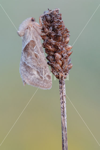 Oranje wortelboorder (Triodia sylvina)