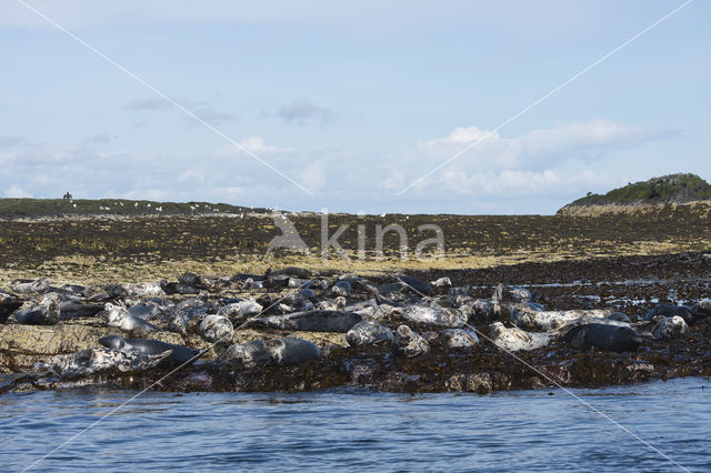 Grey Seal (Halichoerus grypus)