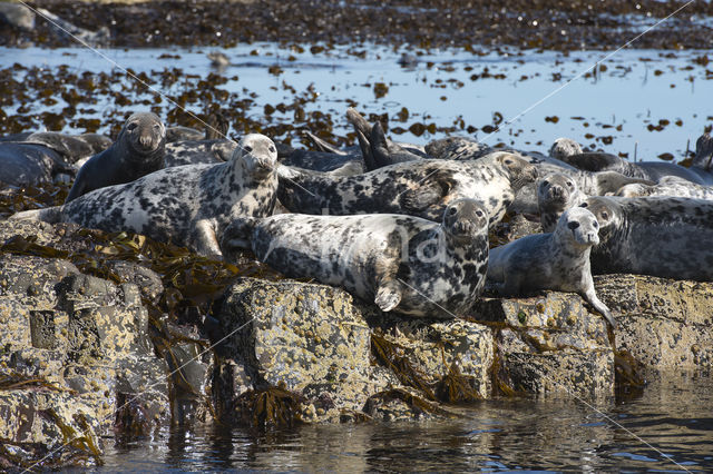 Grijze zeehond