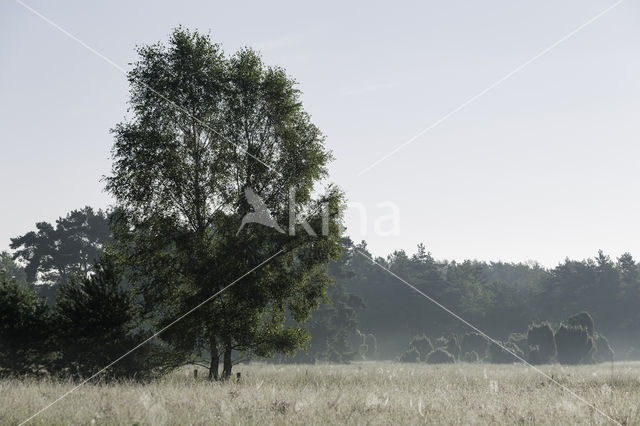 Jeneverbes (Juniperus communis)