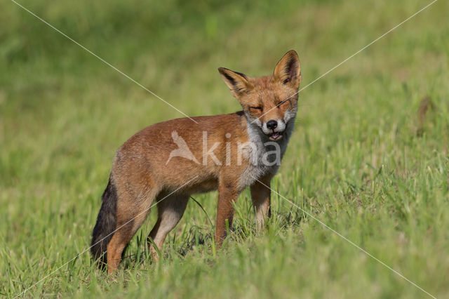 Fox (Vulpes vulpes)