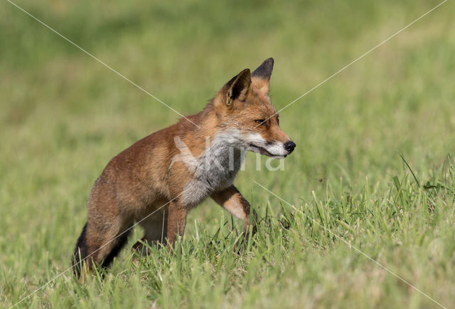 Fox (Vulpes vulpes)