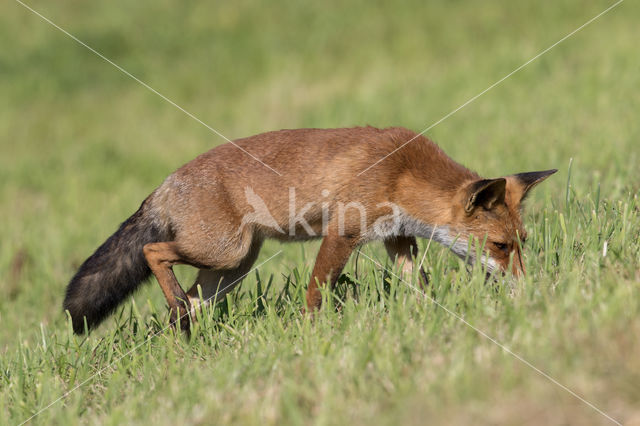 Fox (Vulpes vulpes)