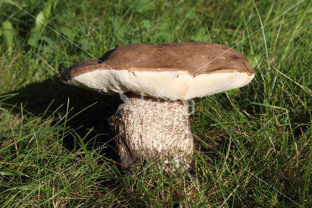 Leccinum duriusculum