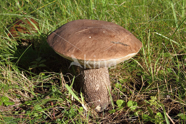 Harde populierboleet (Leccinum duriusculum)