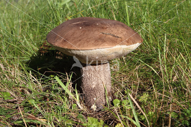 Leccinum duriusculum