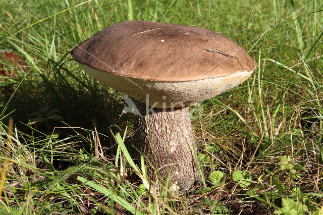 Leccinum duriusculum