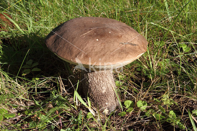 Harde populierboleet (Leccinum duriusculum)