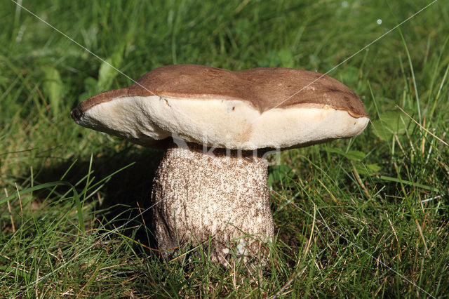 Leccinum duriusculum