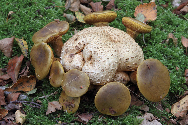 Parasitic Bolete (Boletus parasiticus)