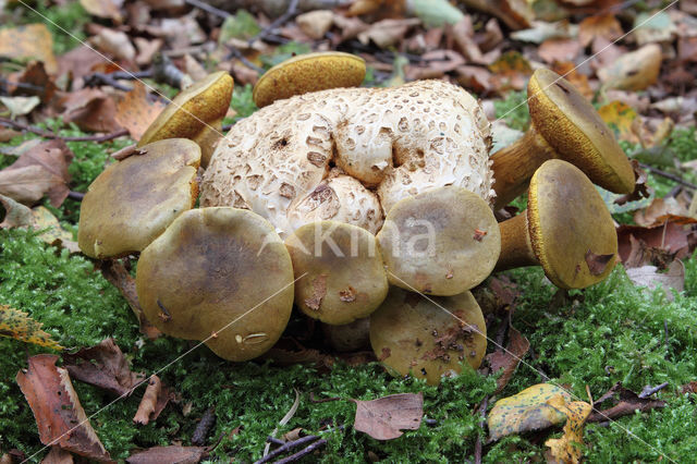 Parasitic Bolete (Boletus parasiticus)