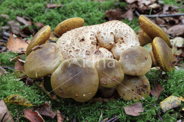 Parasitic Bolete (Boletus parasiticus)