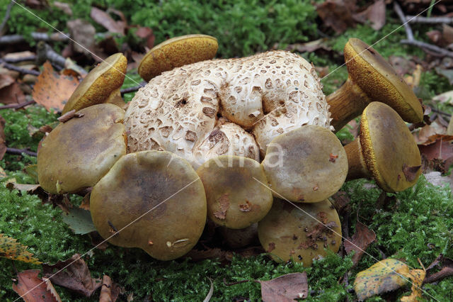 Parasitic Bolete (Boletus parasiticus)