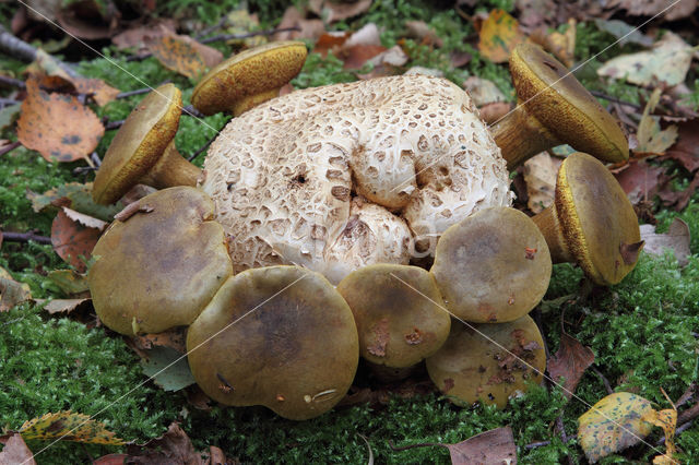 Parasitic Bolete (Boletus parasiticus)