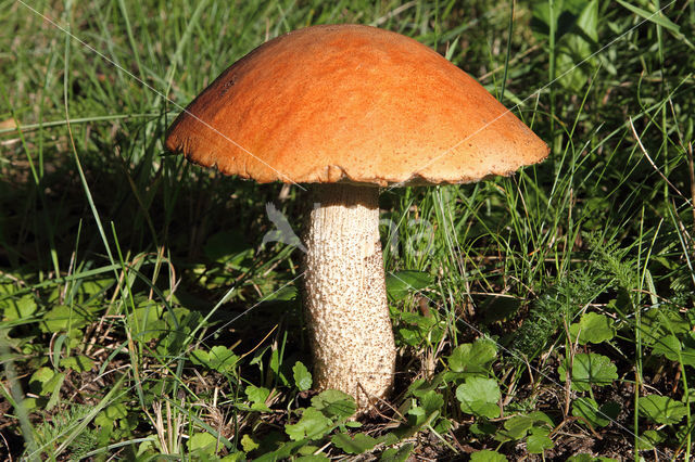 Rosse populierboleet (Leccinum rufum)