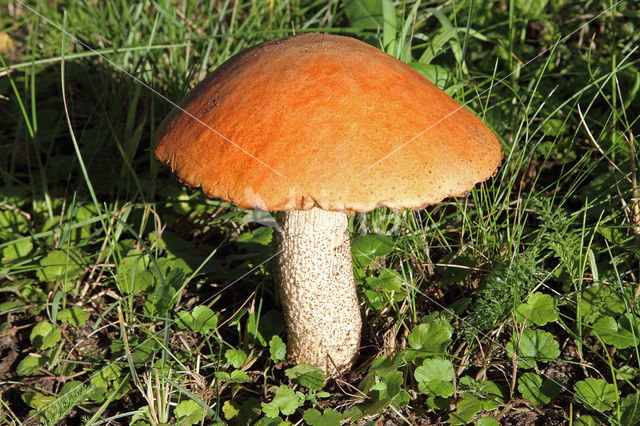 Rosse populierboleet (Leccinum rufum)